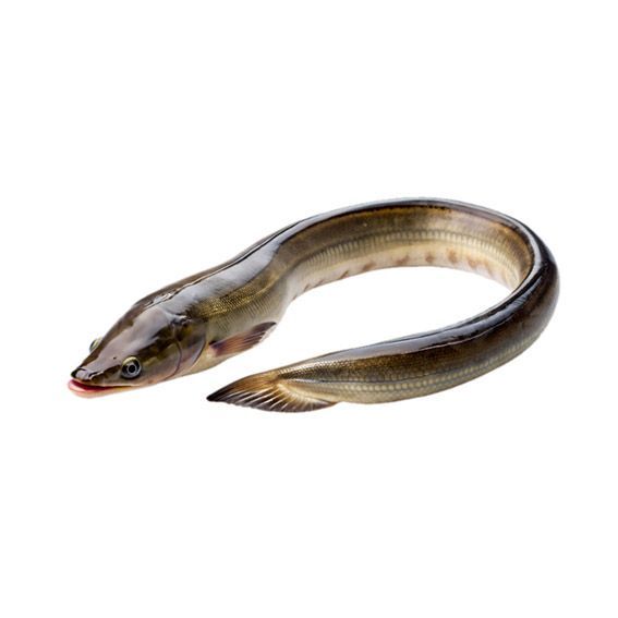 Anguila