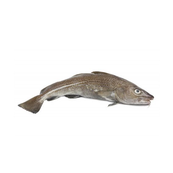 Bacallà