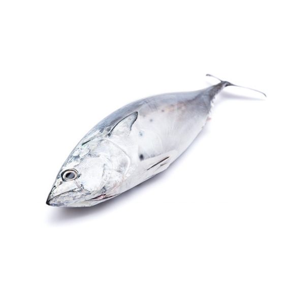 Bonito