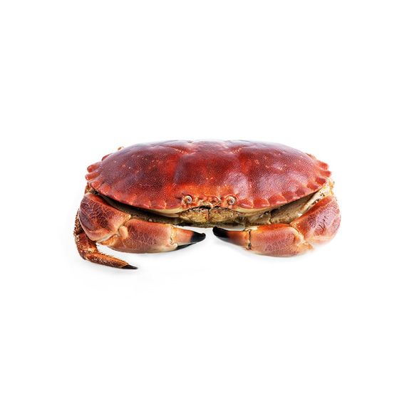 Cranc de Mar