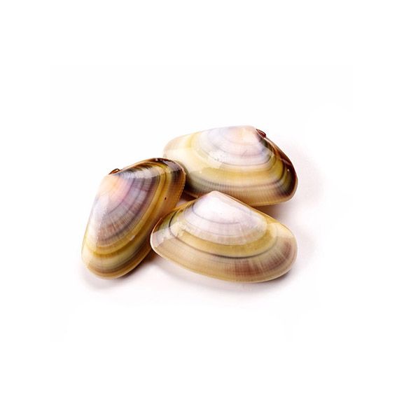 Tellerina