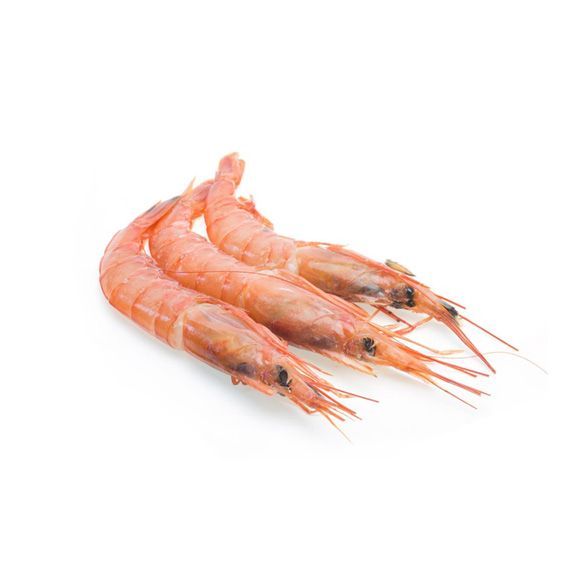 Gamba Blanca