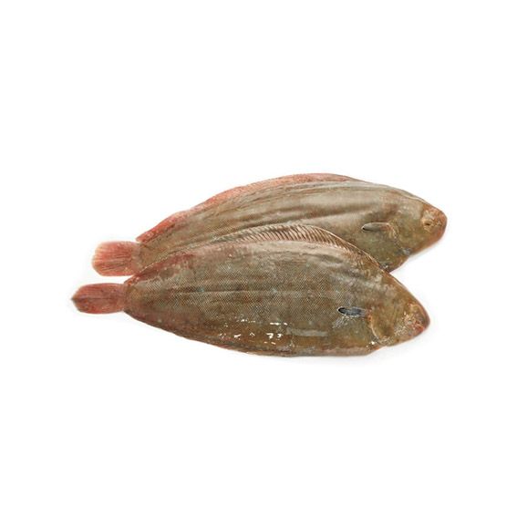 Llenguado