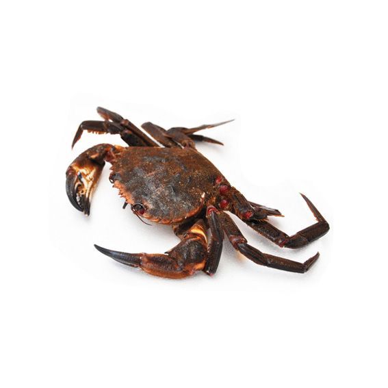Nècora