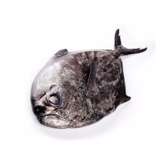 Palometa