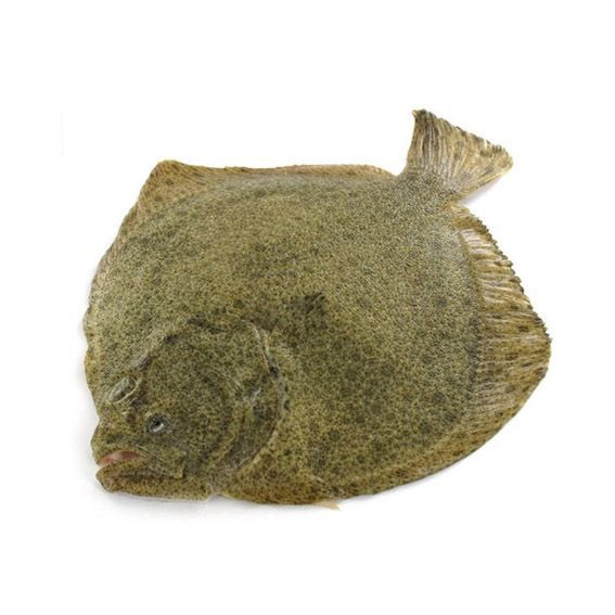 Turbot
