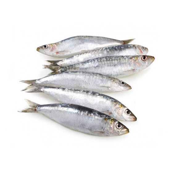 Sardina